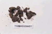 藏品(扭口苔屬)的圖片